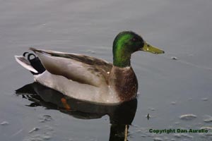 duck4.jpg